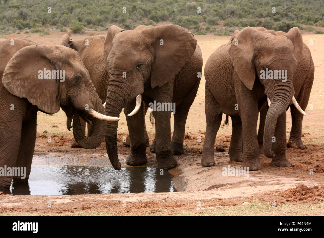 Afrikanische Elefanten (Loxodonta Africana) am Wasserloch in Addo Elephant National Park, Südafrika, Afrika stehen. Stockfoto