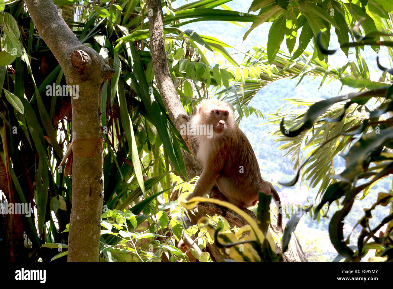 Thailand Phuket Chalong wilde Affen am Big Buddha Adrian Baker Stockfoto