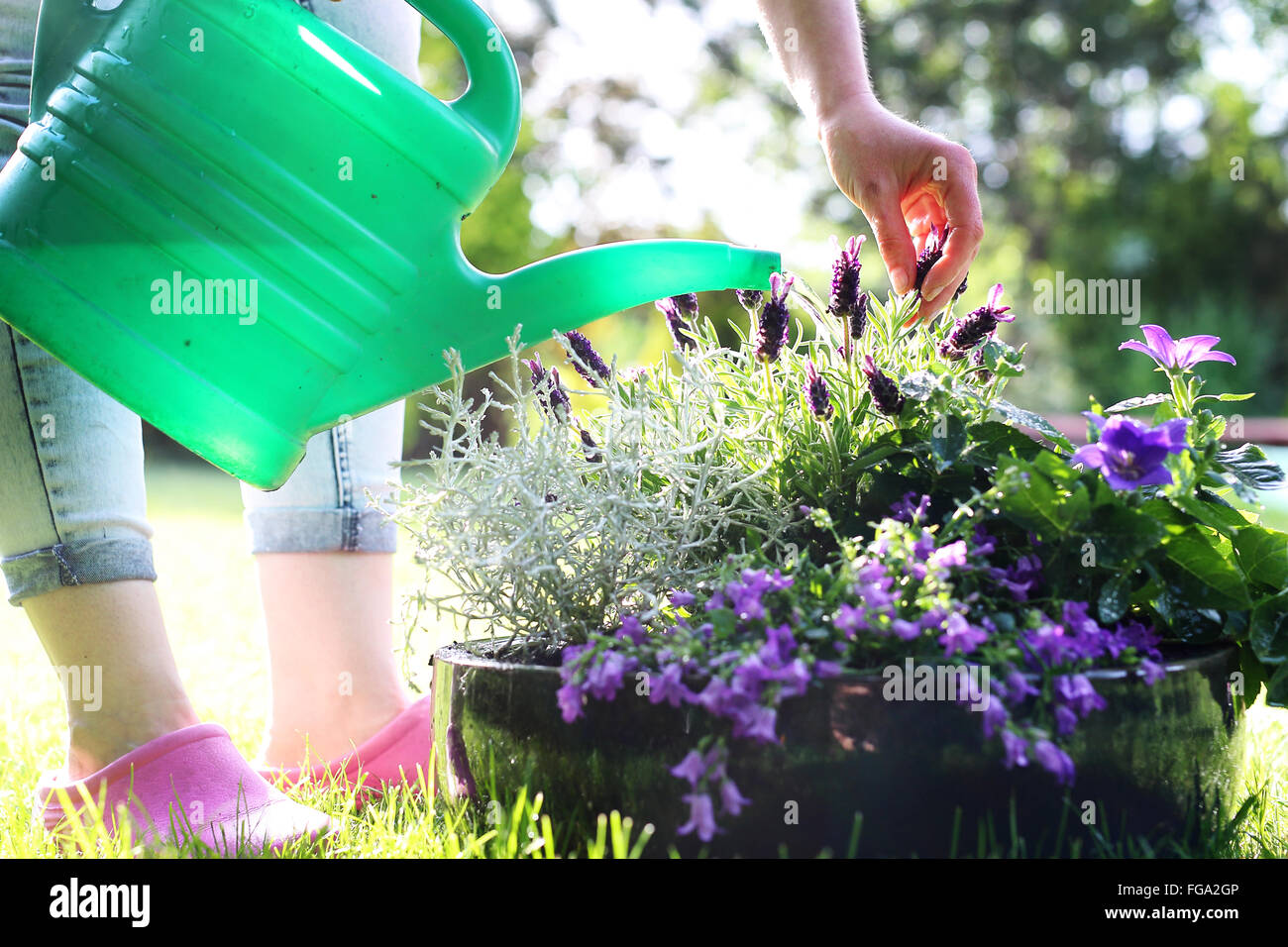 Die Frau, die Pflanzen im Garten gießen. grünen Garten. Bewässerung des Gartens. Bewässerung von Pflanzen. Gießkanne Stockfoto