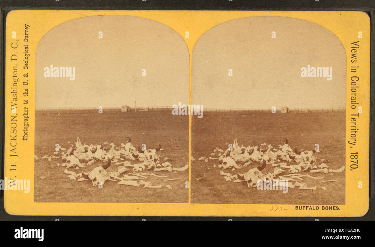 Diese Fotografie von Büffelknochen, die William Henry Jackson Ende des 19. Jahrhunderts aufgenommen hat, erinnert ergreifend an die Dezimierung der Büffelpopulationen im amerikanischen Westen. Jackson, bekannt für seine bahnbrechenden Fotografien der amerikanischen Grenze, dokumentierte den rapiden Rückgang der Wildtiere während der Expansion der Vereinigten Staaten. Stockfoto