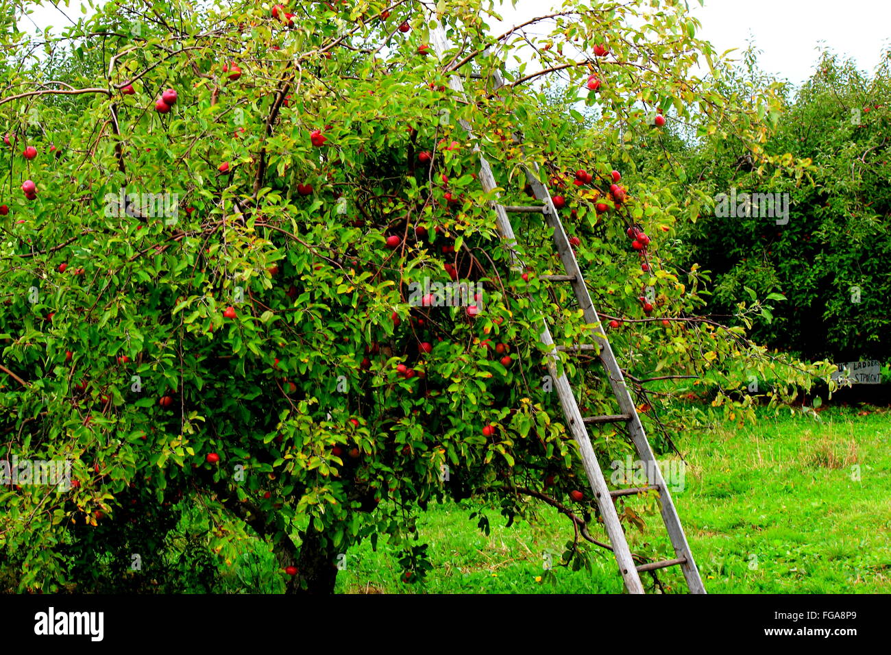 Leiter auf Apfelbaum im Feld Stockfotografie - Alamy
