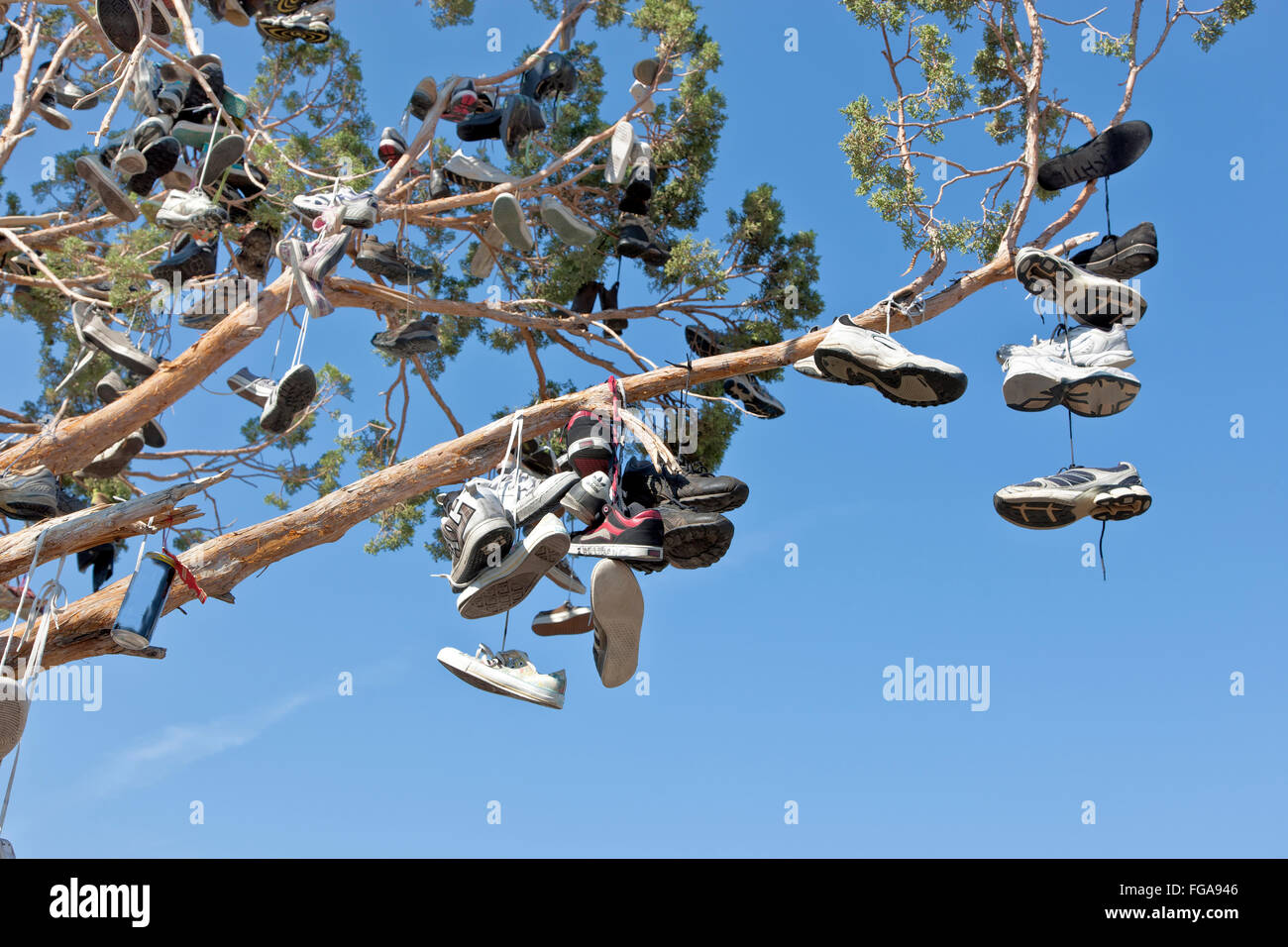 Immergrüne Baum, abgehängte unerwünschte Schuhe von verschiedenen Stilen und Größen, Umschlungen von Passanten. Stockfoto