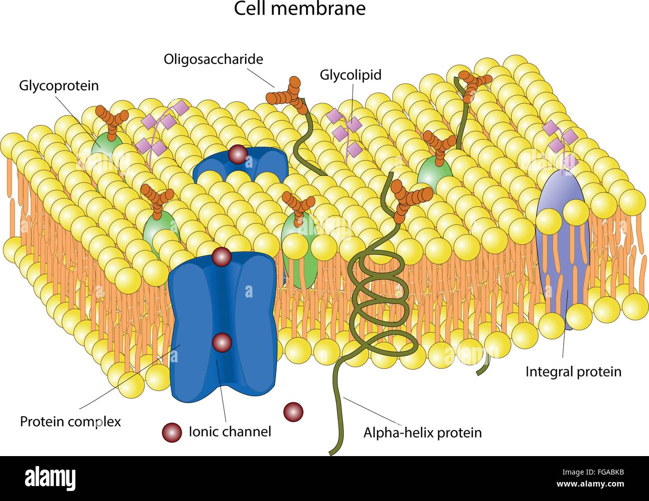Ganzheitliches Protein Stockfotos und -bilder Kaufen - Alamy