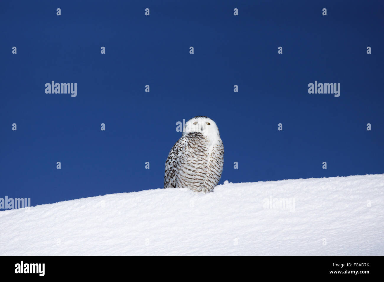 Snowy Eule, Bubo Scandiacus auf Schnee Stockfoto
