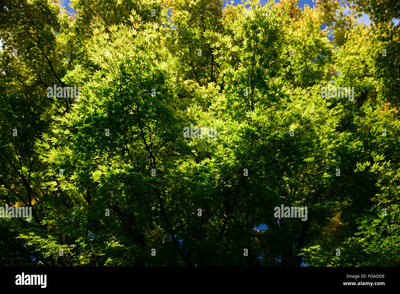 Acer Palmatum Senkaki Syn Sango Kaku Korallen-Rinde Ahorn Frühling Wachstum lässt RM Floral Stockfoto