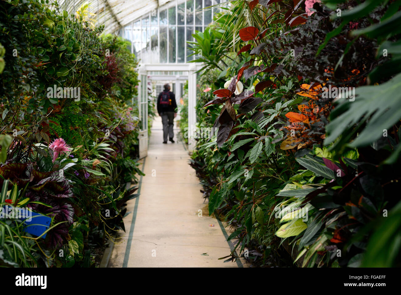 Belfast Botanical Gardens Palm House Glas tropischen Plan Zimmerpflanzen Pflanzen anzeigen RM Floral Stockfoto