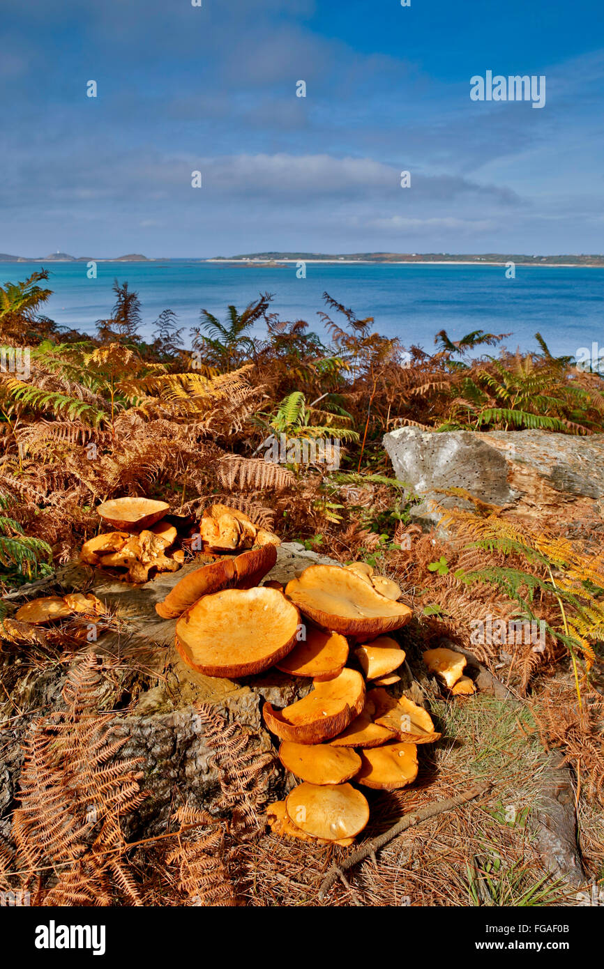 Hallimasch; Armillaria Mellea Bar Punkt; St. Marien; Isles of Scilly; UK Stockfoto