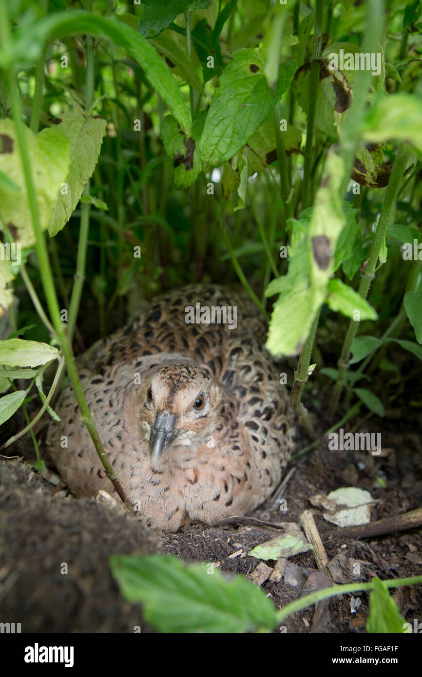 Fasan; Phasianus Colchicus einzelne Henne im Nest Cornwall; UK Stockfoto