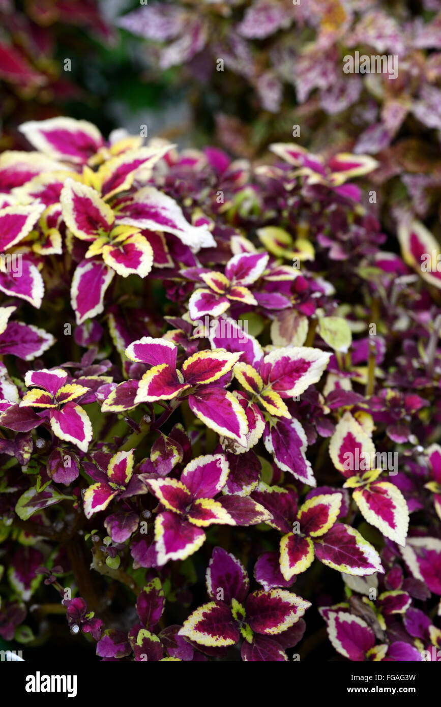 Violette Blätter Von Coleus Stockfotos & Violette Blätter Von Coleus