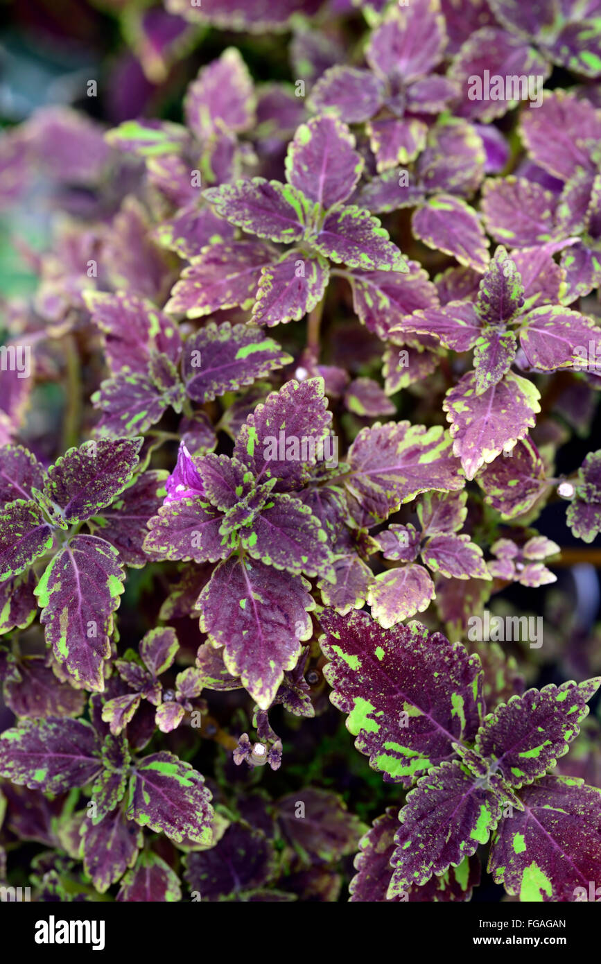 Violette Blätter Von Coleus Stockfotos und bilder Kaufen Alamy