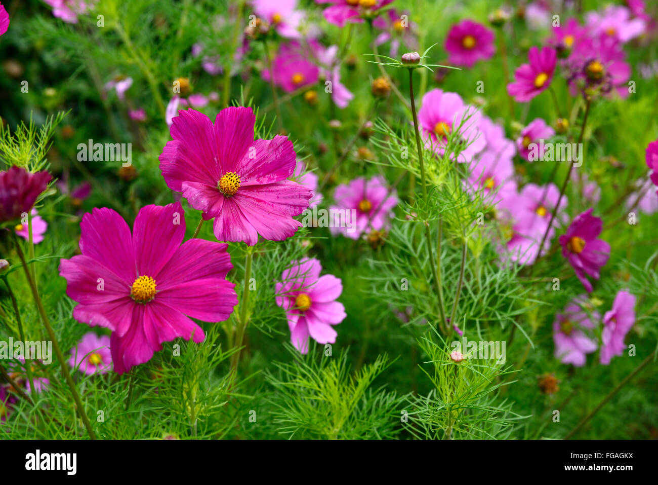 Kosmos Sensation Mix rosa lila jährliche Blumen Blume Blüte Bett Rand Display Garten Gartenarbeit RM Floral Bettwäsche Stockfoto
