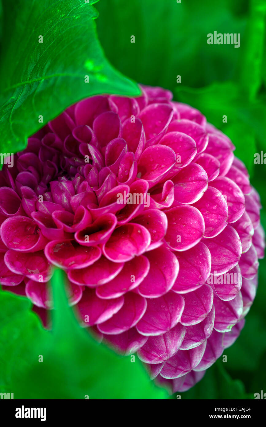 Dahlie Fermain rosa Dahlien blühen Blumen Blüte Blüte mehrjährige Knolle Tuberöse Pflanze RM Floral Stockfoto