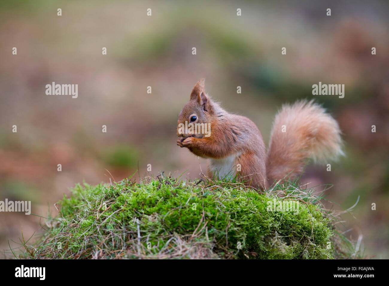 Eichhörnchen; Sciurus Vulgaris Essen Einzelmutter Schottland; UK Stockfoto