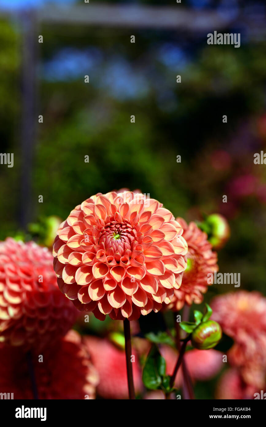 Dahlia Jomanda orange Kugel Dahlien blühen Blumen Blüte Blüte mehrjährige Knolle Tuberöse Pflanze RM Floral Stockfoto