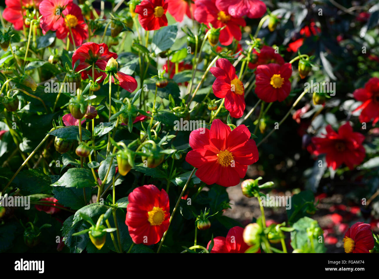 Dahlie rot matt Rüstung gelbes Auge Dahlien einzelne Blume Blumen Blüte Blüte mehrjährige Knolle Tuberöse Pflanze RM Floral Stockfoto