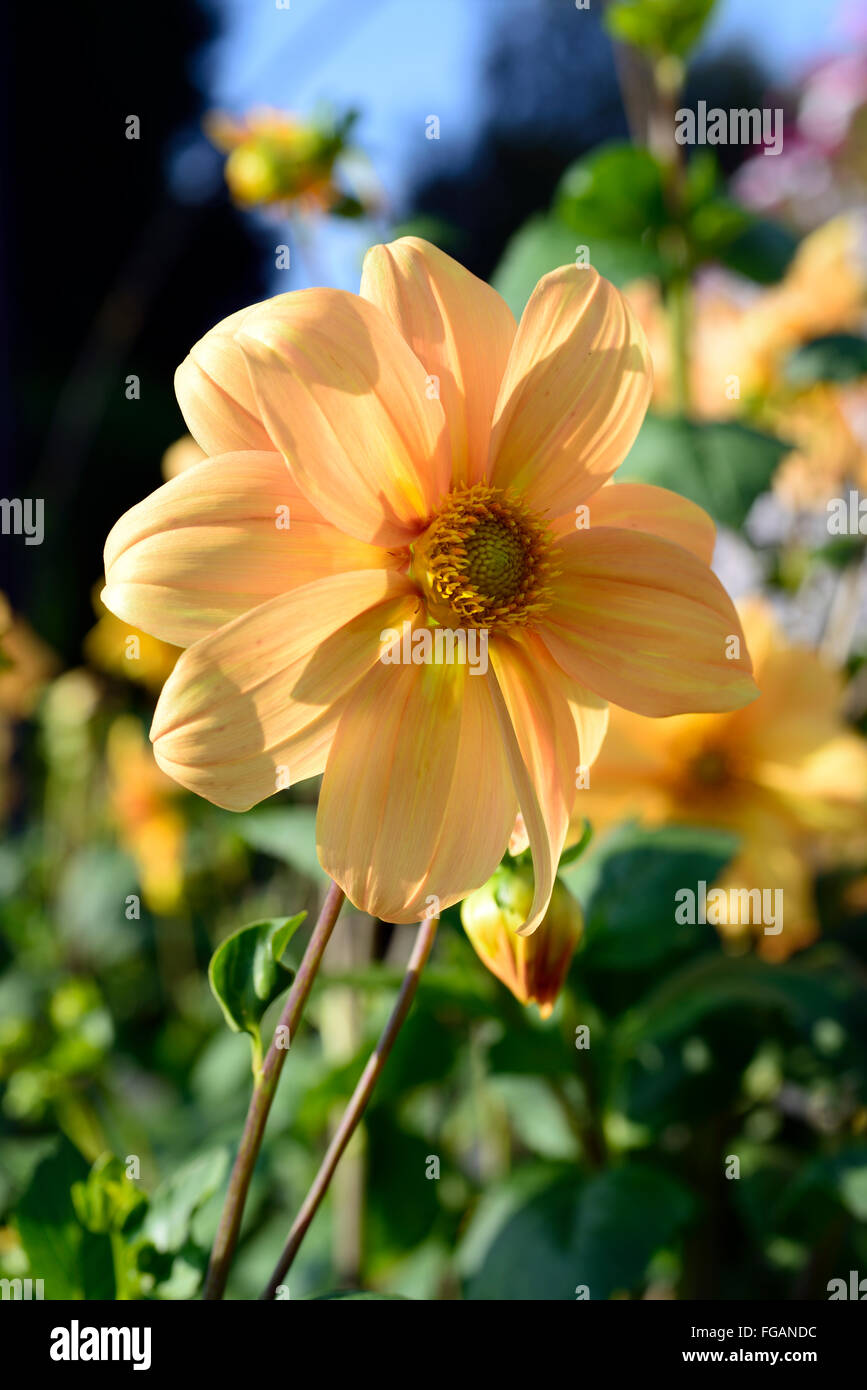 Dahlie einzelne Orange blühenden Stauden Blumen Blüten blüht Tuberöse RM Floral Stockfoto