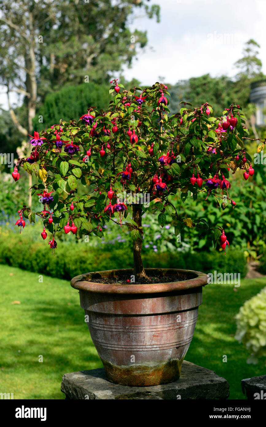 Fuchsia magellanica standard Zug ausgebildet Strauch Sträucher terrakottatopf Blüte Lila Rosa Blumen Garten design RM Floral Stockfoto