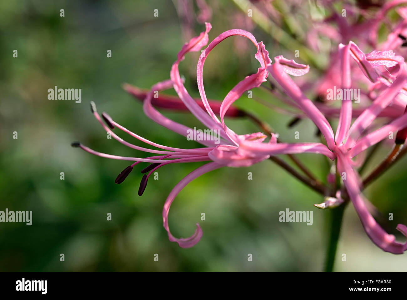 Nerine Filamentosa rosa Blütenblätter Blumen Blüte Blüten Blumenzwiebeln Herbst herbstliche Herbst Nerinen Pflanzen Porträts Cape Flora RM Floral Stockfoto