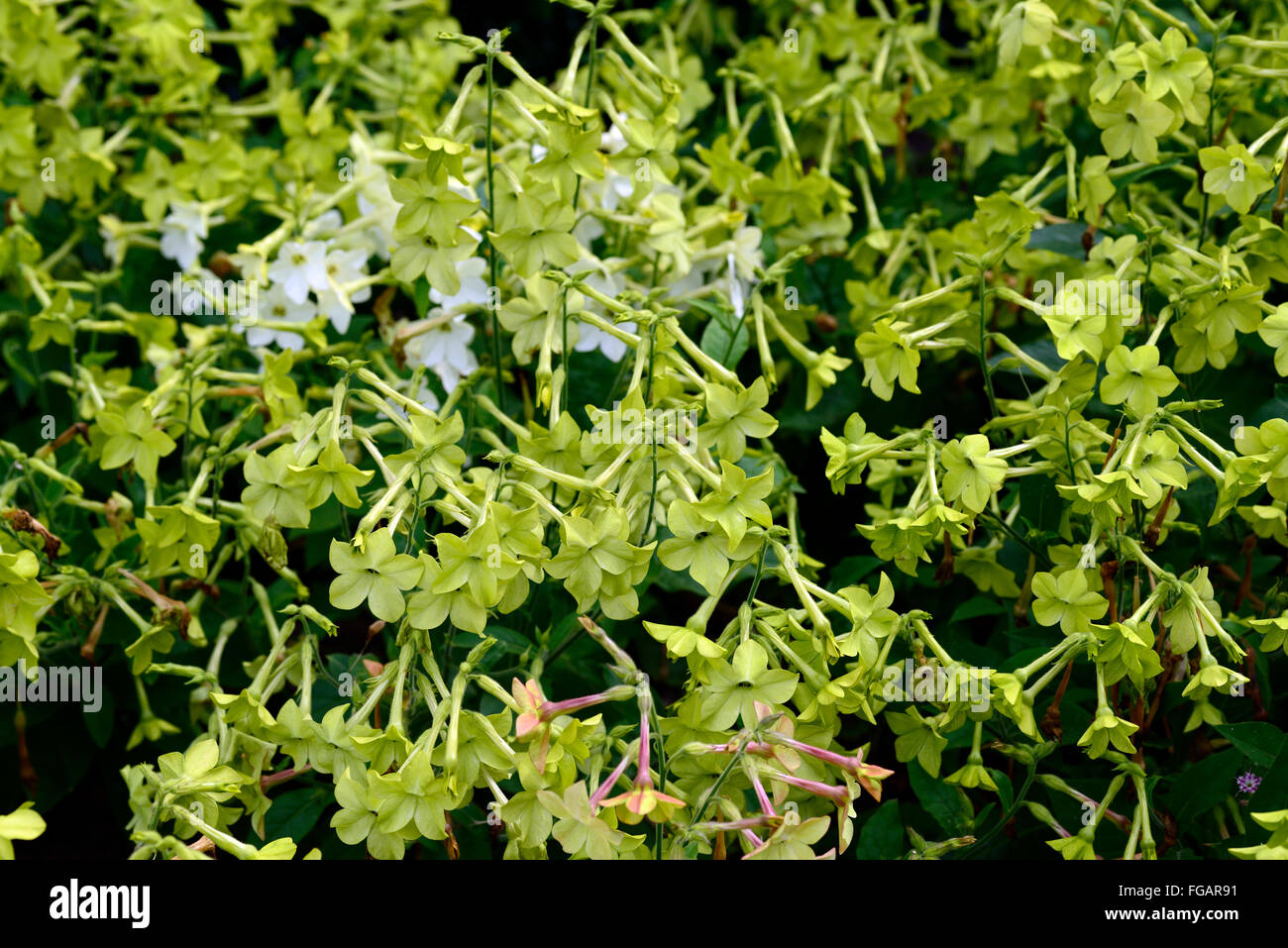 Nicotiana lindgrün jährliche Blume Blumen Blüte Bettwäsche Display Masse Massen massierten Grenze RM Floral Stockfoto