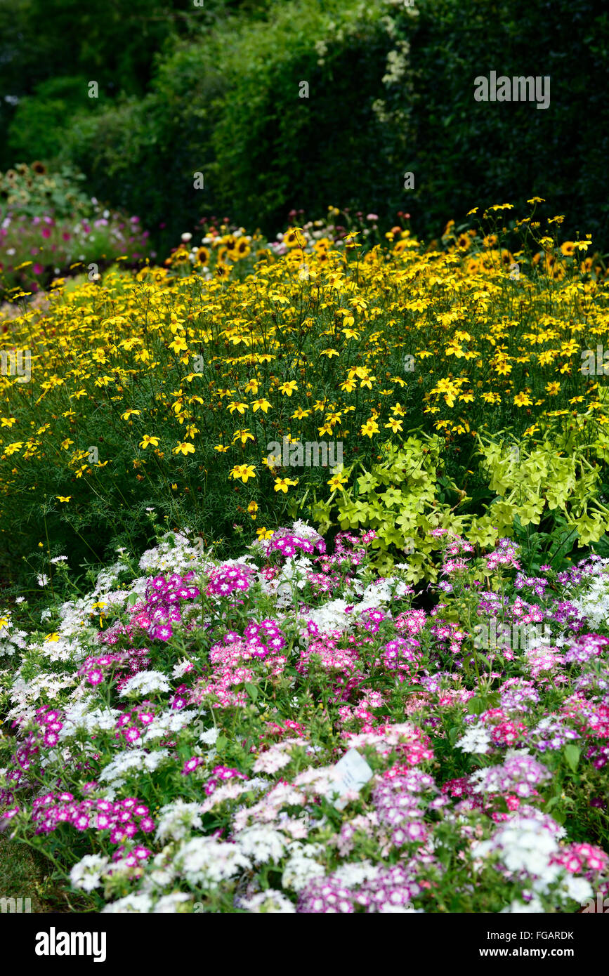 Nicotiana Lime grün Phlox Zwergstern gemischt funkeln bidens Ferulifolia GoldenEye jährliche Bettwäsche Grenze Display Blumen Stockfoto