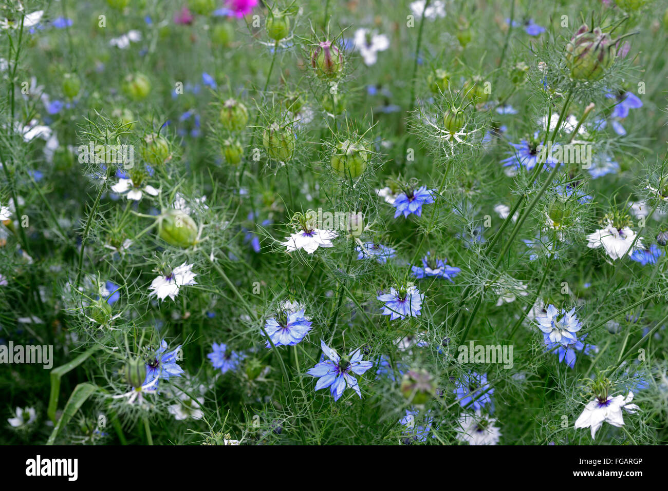 Nigella Damascena persische Juwelen Liebe in einen Nebel Sommer Blume jährliche blau weißen Garten Pflanze Blume Blumen Blüte RM Floral Stockfoto