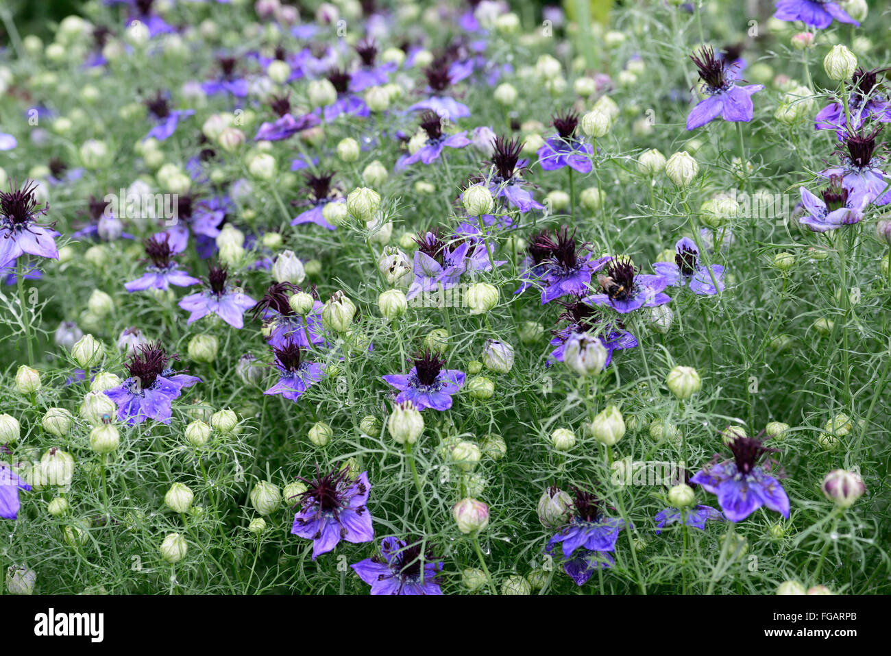 Spanische fenchel blume -Fotos und -Bildmaterial in hoher Auflösung – Alamy