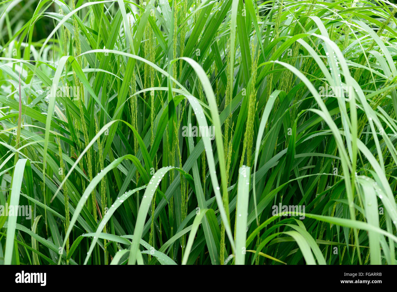 Panicum Virgatum Strictum alten Schalter Panik Grasgrün Gräser krautige Garten Gartenarbeit ornamentalen RM Floral Stockfoto