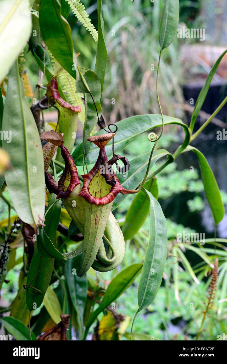veränderter Kannenpflanze Nepenthe fleischfressende Pflanze Pflanzen Blätter Falle fallen Epiascidiation tropischen RM Floral Stockfoto