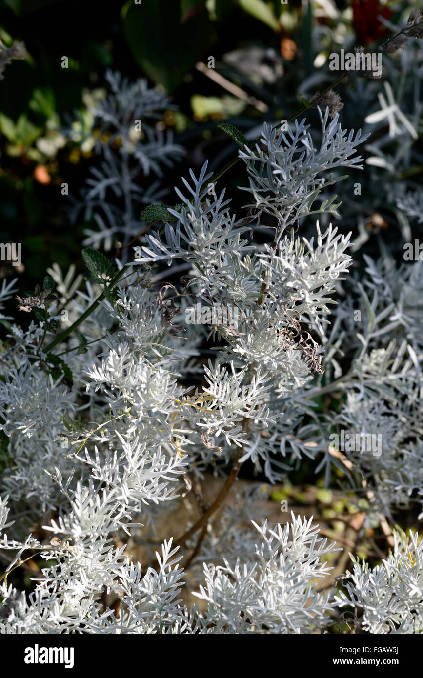 Senecio Leucostachys Silber graue Blätter Blatt Laub attraktiv Gänseblümchen Familie Pflanze Porträts Stauden grau grau RM Floral Stockfoto