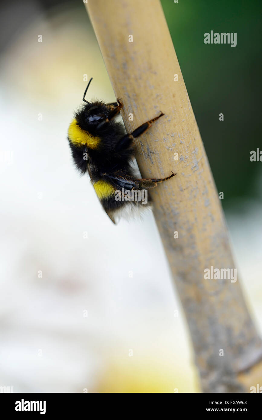 Bumble Bee Rest ruhenden Bambus Stock Garten Gartenarbeit Tierwelt Fauna vorteilhaft Insekt RM Floral Stockfoto