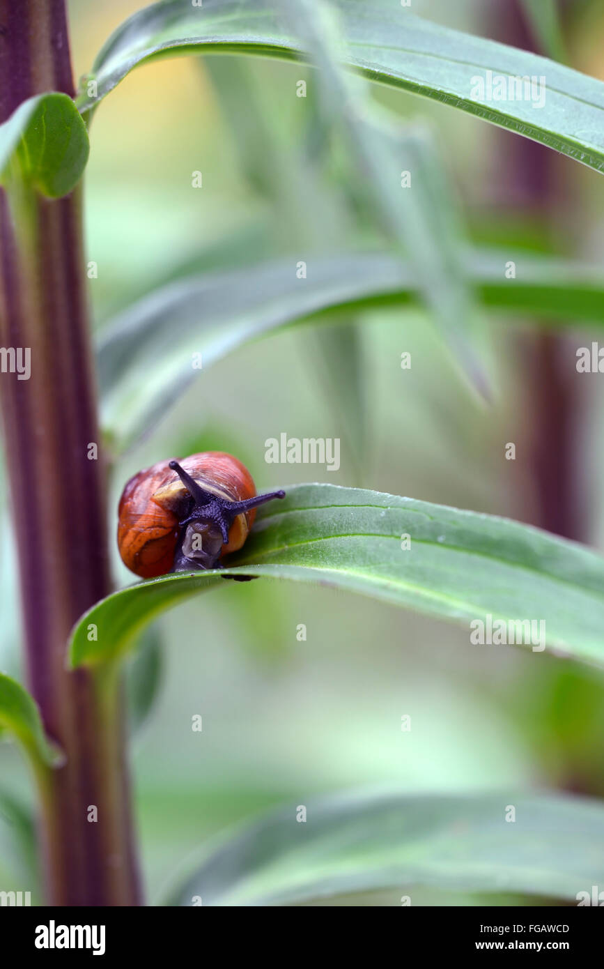 Mit gartenschnecke Fotos und Bildmaterial in hoher Auflösung Alamy