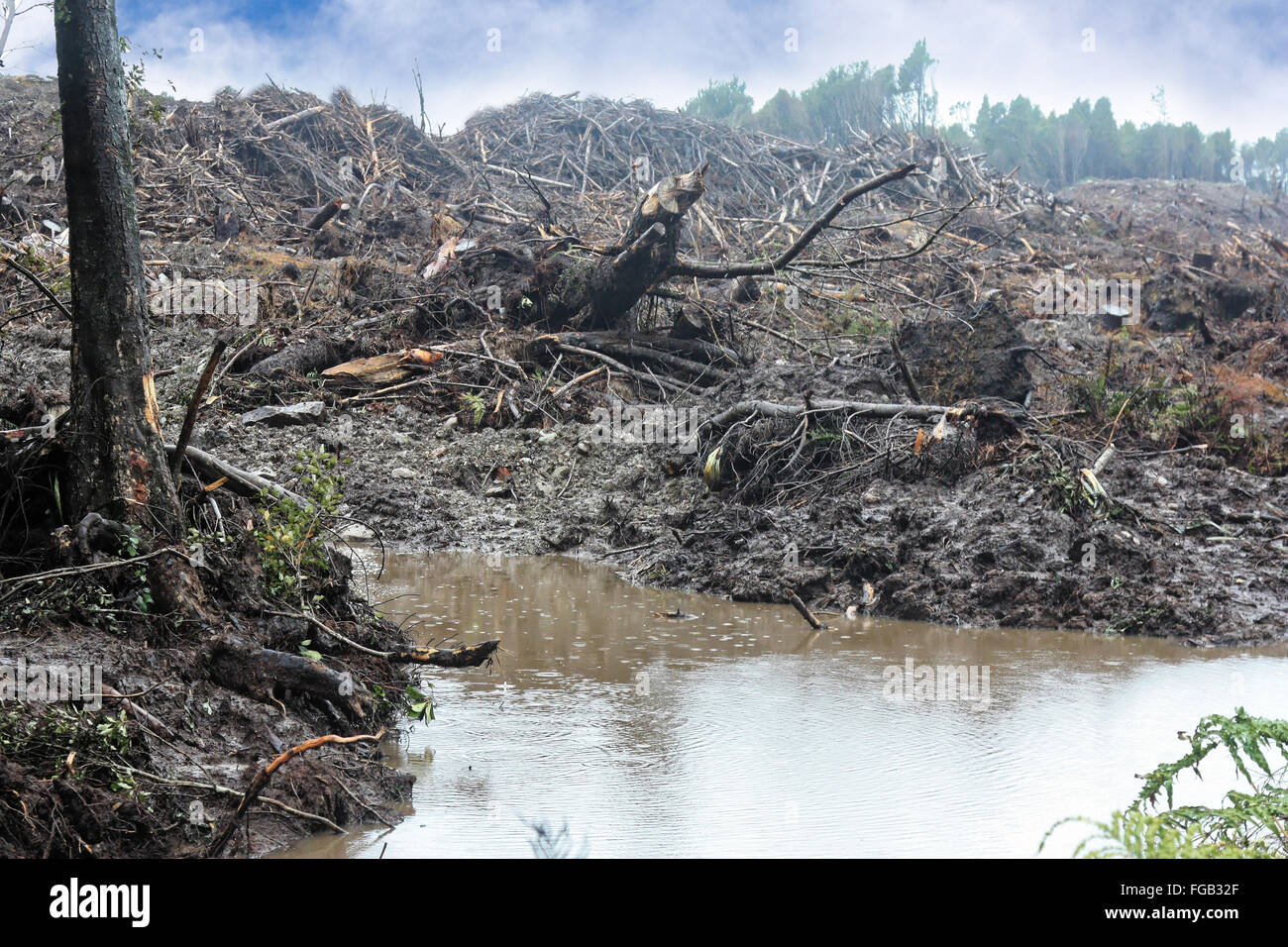 die Zerstörung unserer Umwelt durch Schneiden der Bäume Stockfoto