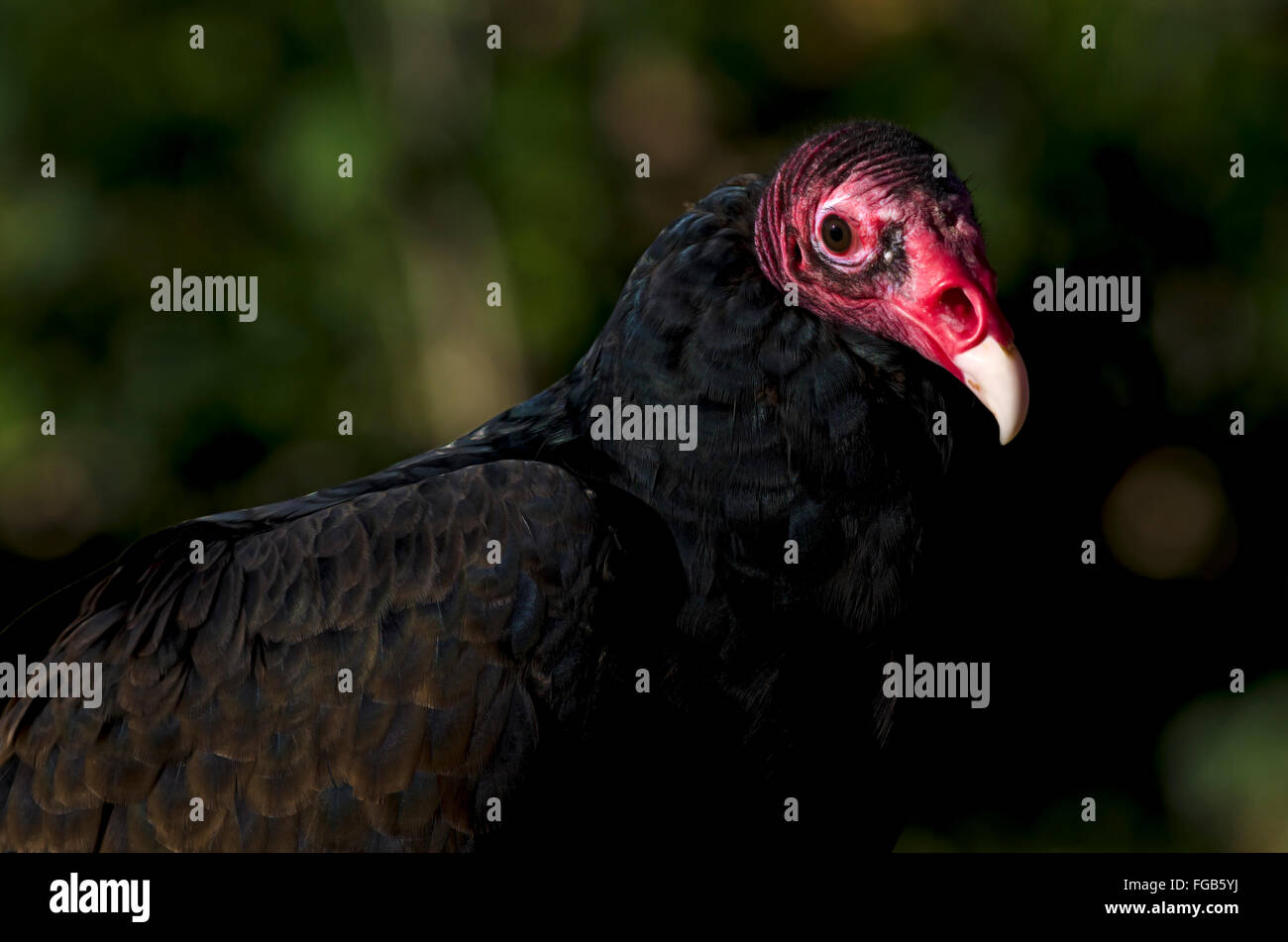 Türkei-Geier Stockfoto