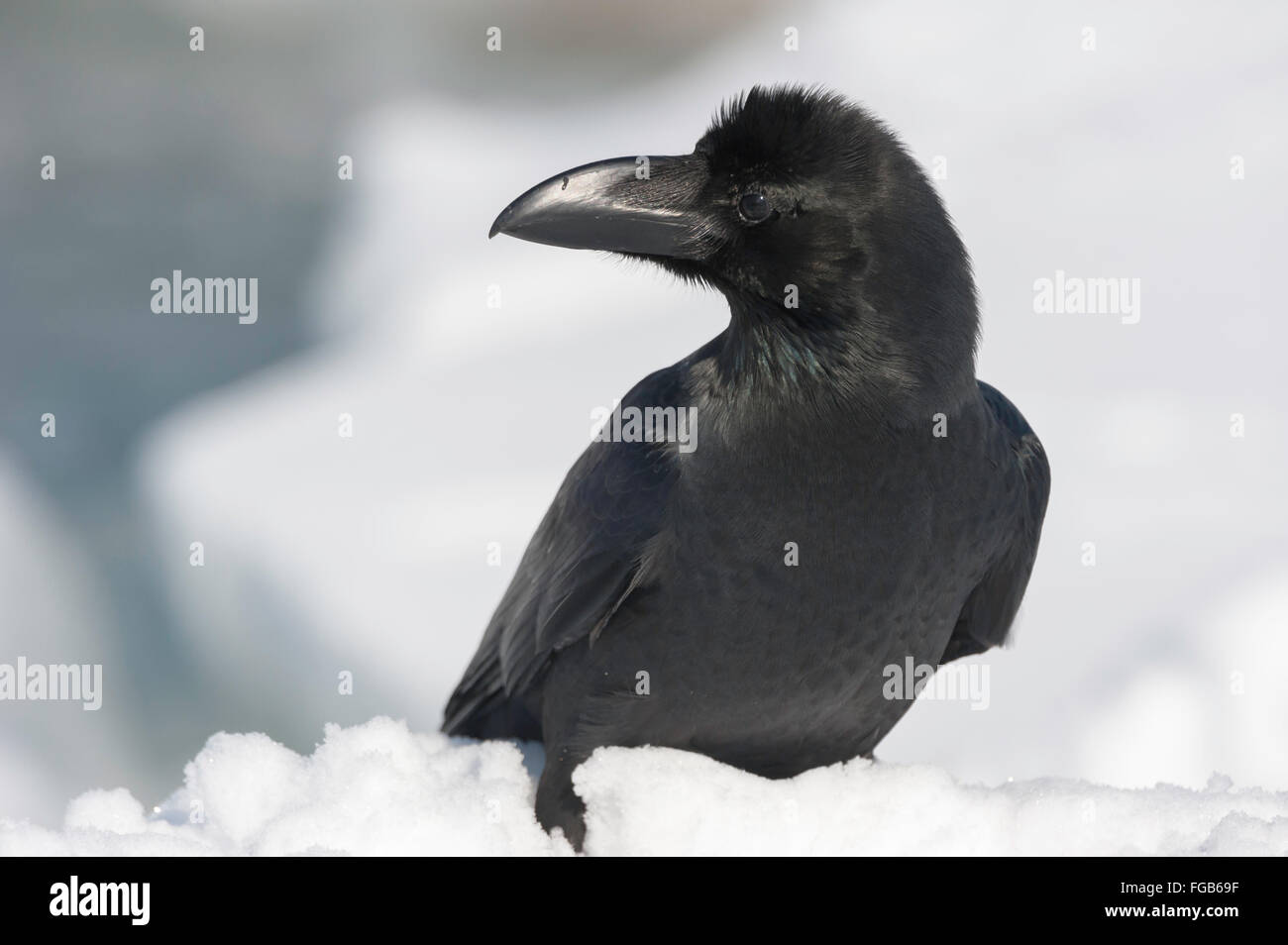 Dschungel Krähe, große verrechnet oder dick-billed Crow, japanische Krähe, Corvus Macrorhynchos Japonensis, Rausu, Hokkaido, Japan Stockfoto