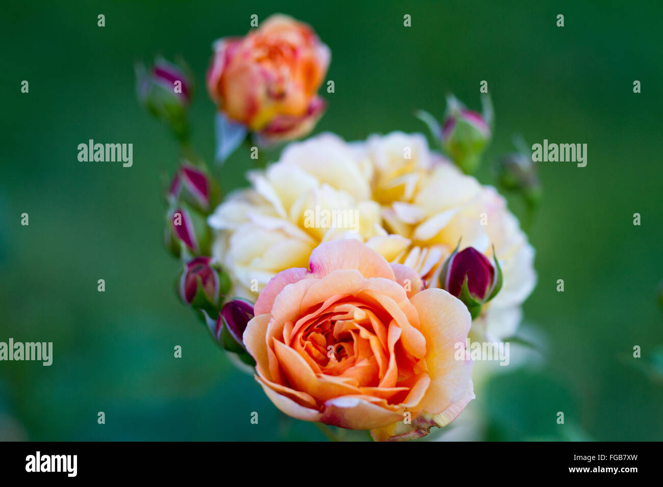 Rosen von Bagatelle die Gärten von Bagatelle Stockfoto