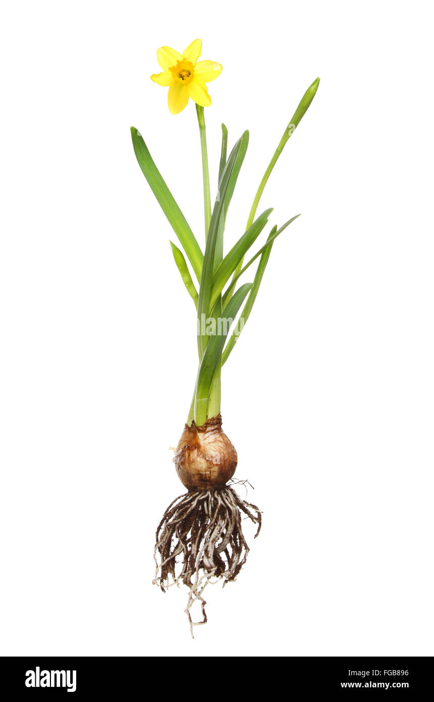 Tete ein Tete Narzissen Pflanze, Wurzeln, Glühbirne, Blume Knospen und Blättchen isoliert gegen weiß Stockfotografie