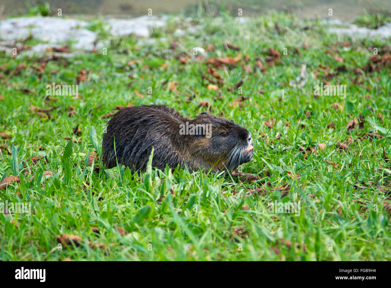 Eine große fette Ratte Stockfoto