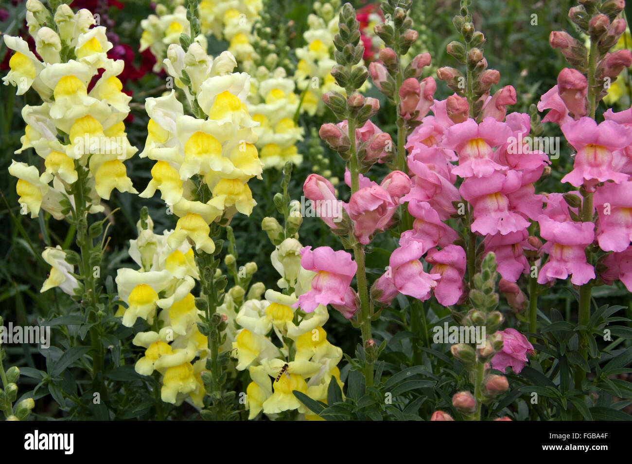 Drachen (Antirrhinum) ausrichten Stockfoto