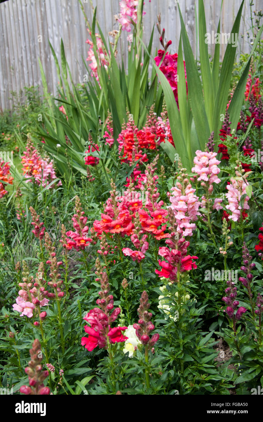 Wilder Garten Stockfoto