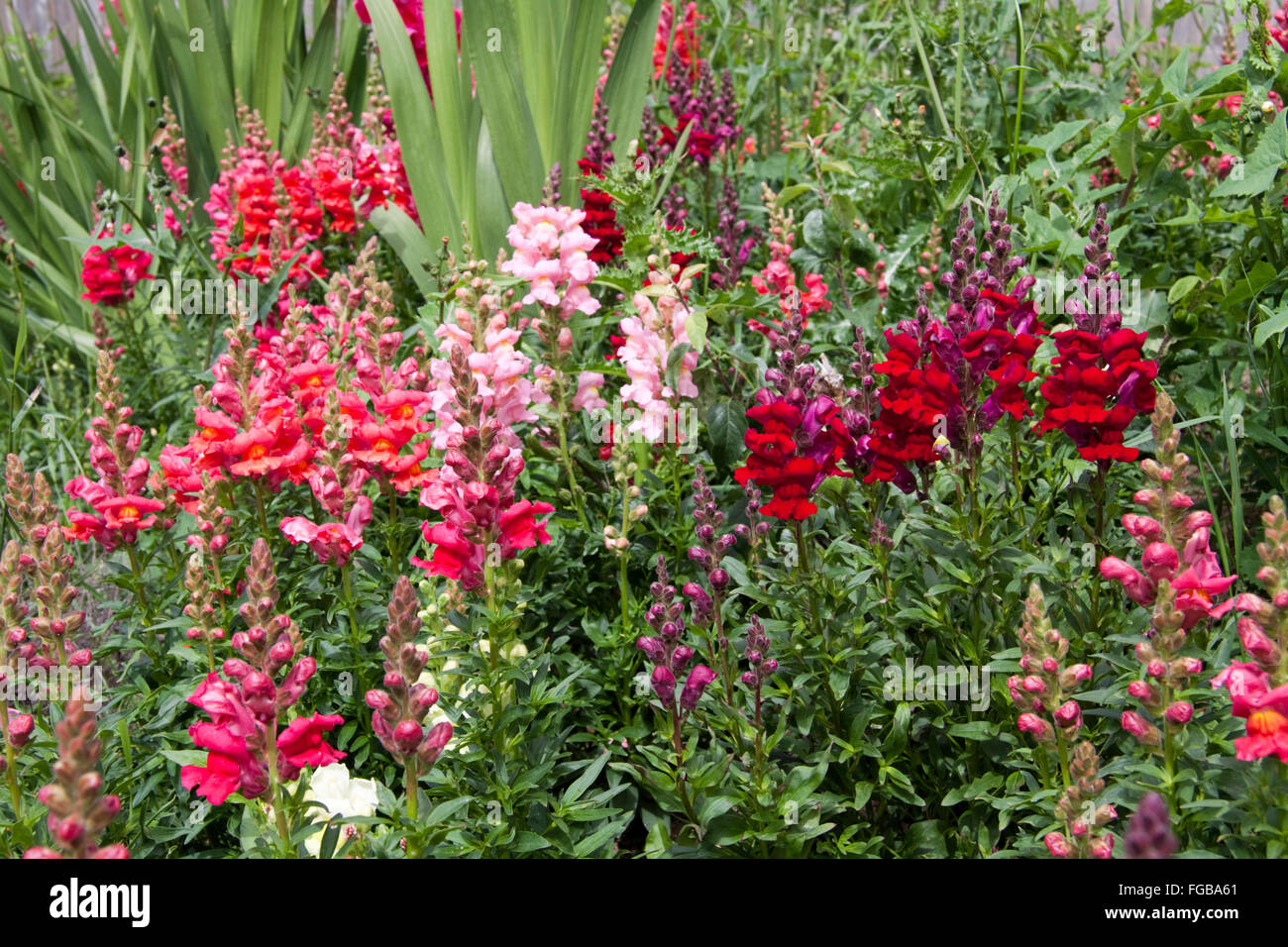 Antirrhinum Blumen Stockfoto