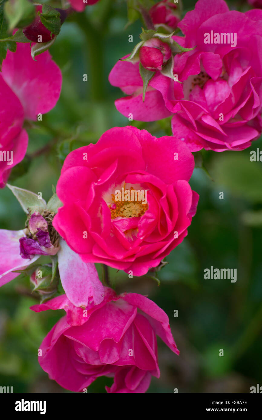 Rote Rosen Stockfoto