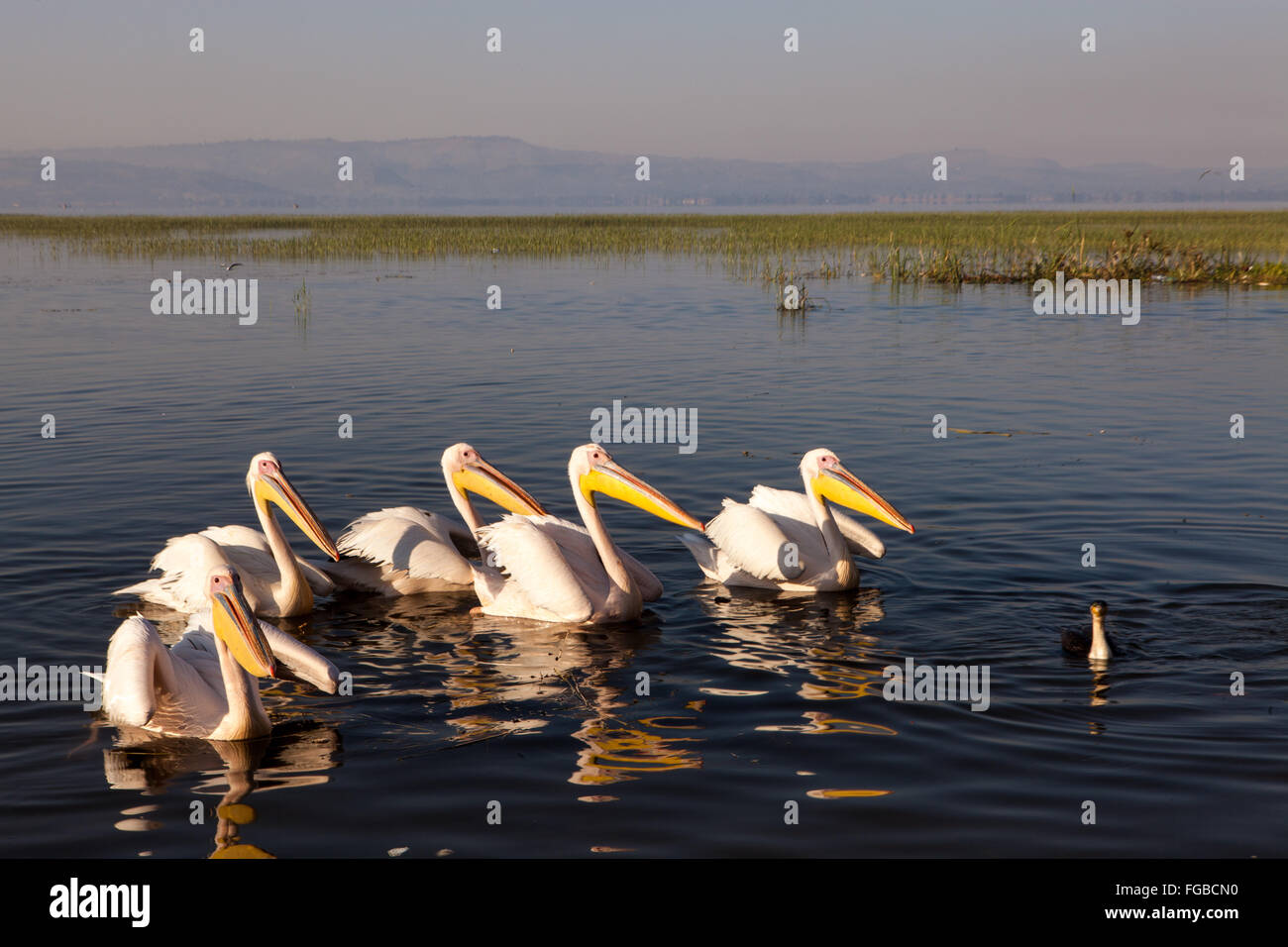 Pelikane am See Hawassa, Äthiopien-Afrika. Stockfoto