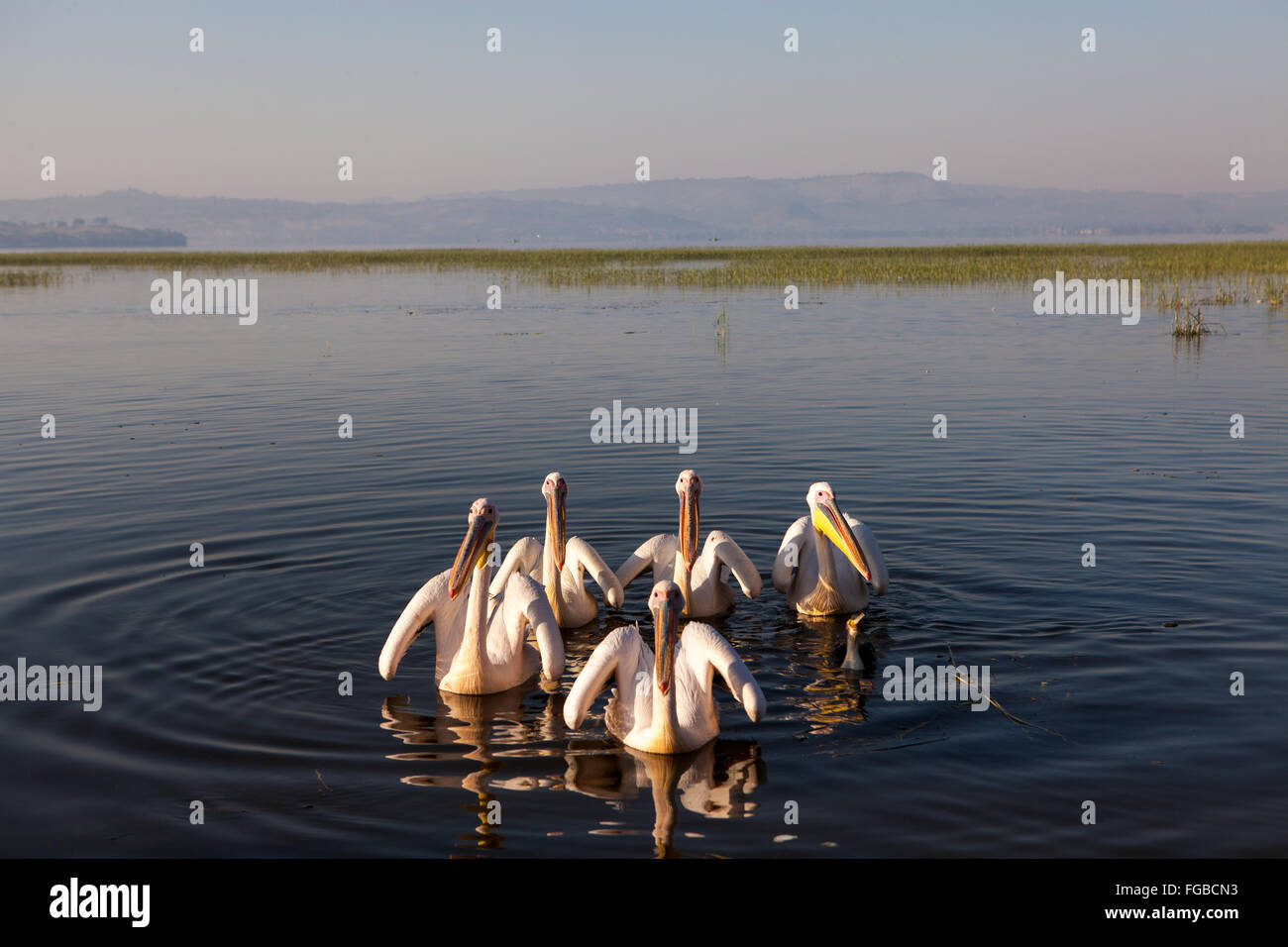 Pelikane am See Hawassa, Äthiopien-Afrika. Stockfoto
