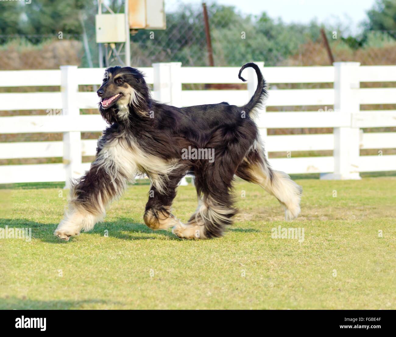 Ein Profil-Blick auf eine gesunde schöne Grizzle, Black And Tan, Afghanischer Windhund läuft auf der Wiese, auf der Suche gut gelaunt und fröhlich. Pers Stockfoto