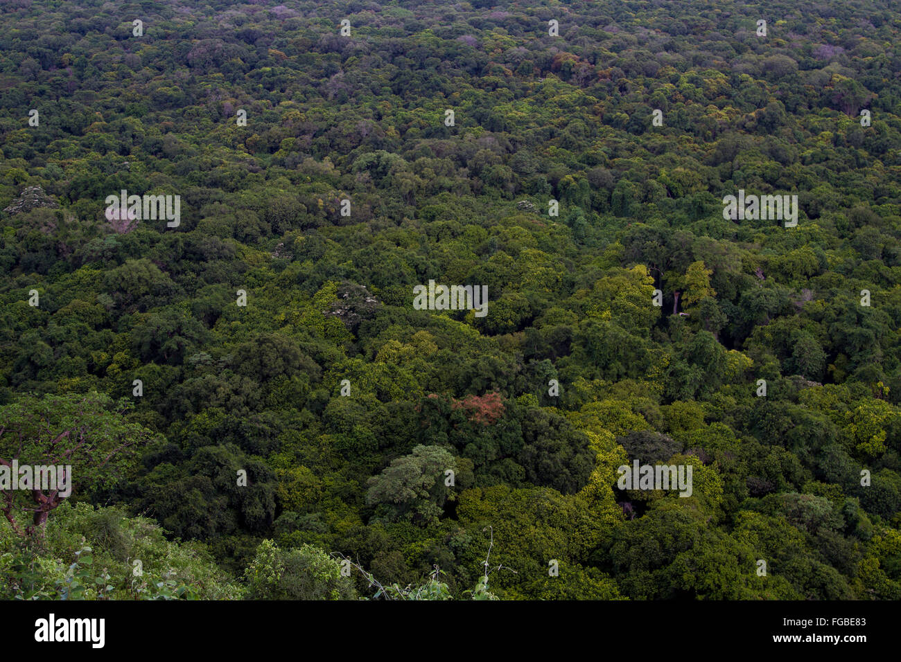 Dichten Weite des Regenwaldes Arba Minch, Äthiopien, Afrika. Stockfoto