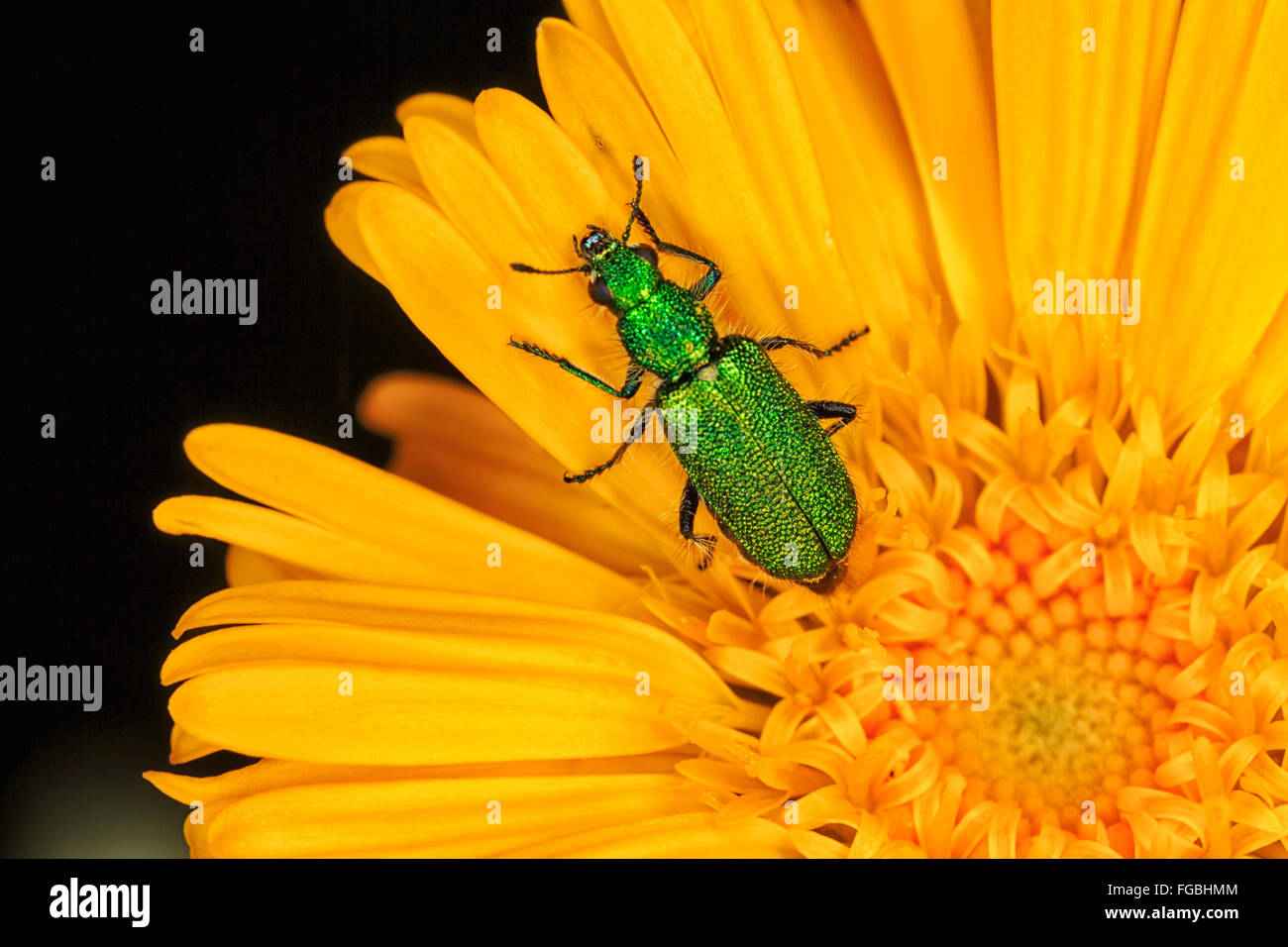 Grüner Käfer (Coleoptera) auf ein Gänseblümchen Stockfoto