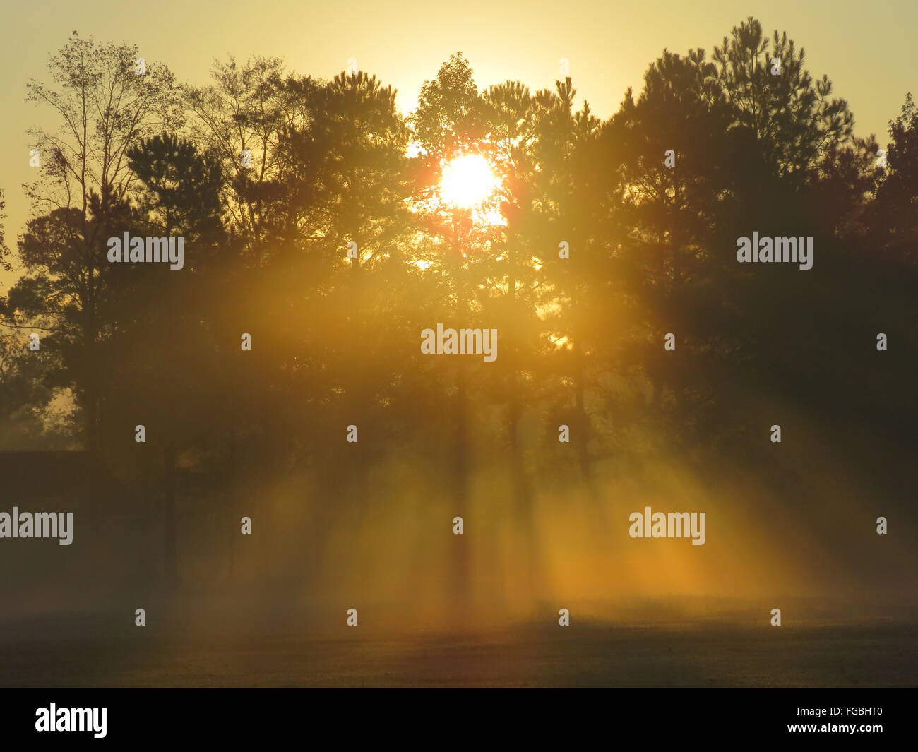 Niedrigen Winkel Blick auf Sonne Shinning durch Bäume bei Sonnenaufgang Stockfoto