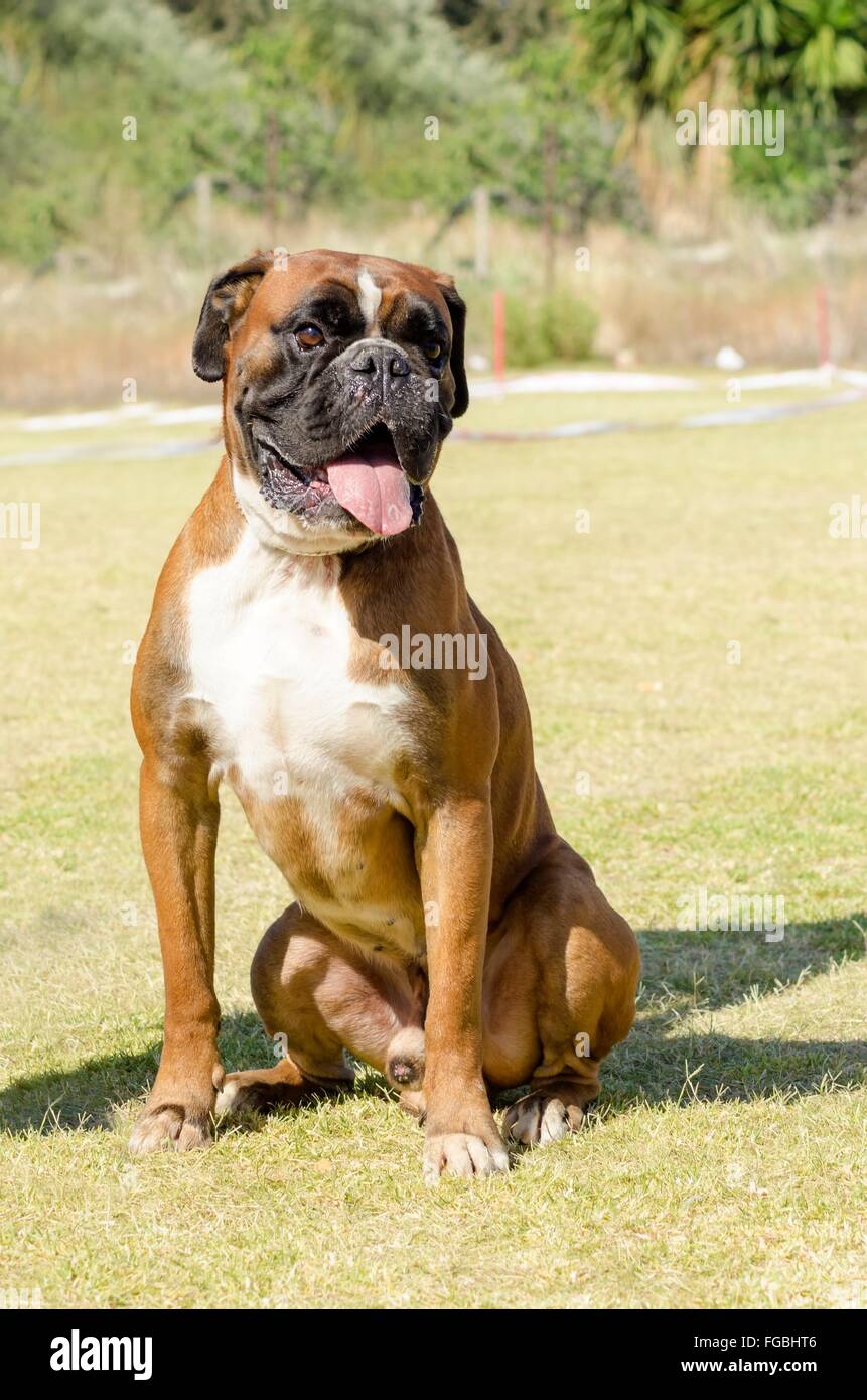 Eine junge, schöne, beige rot Mahagoni und weiß, Größe Medium Boxer Welpen Hund mit kupierten Ohren sitzen auf dem Rasen. Boxer-hav Stockfoto