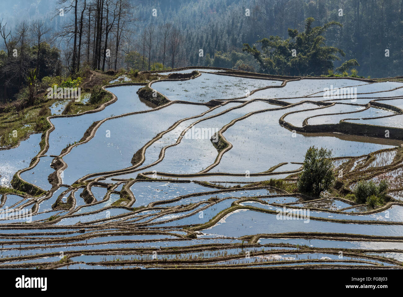 Wasser gefüllten Reisterrassen reflektiert einen blauen Himmel, Niujiaozhai Reisterrassen, Provinz Yunnan, China Stockfoto