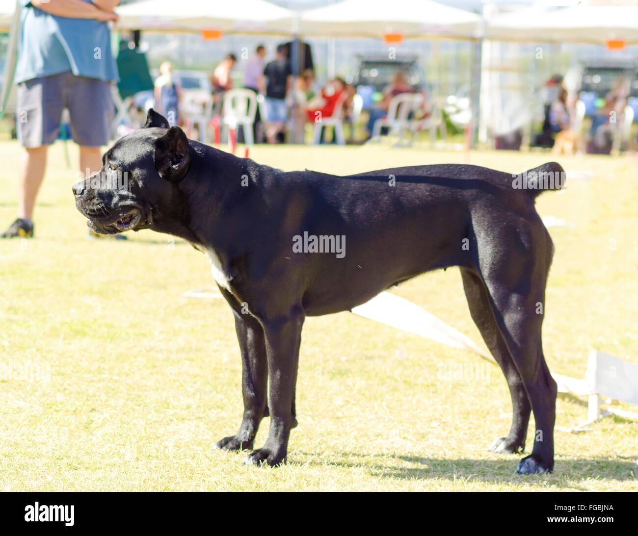Standing cane corso Fotos und Bildmaterial in hoher Auflösung Alamy